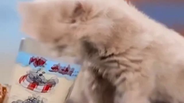 Кот Я русский(но украинец) смотреть онлайн