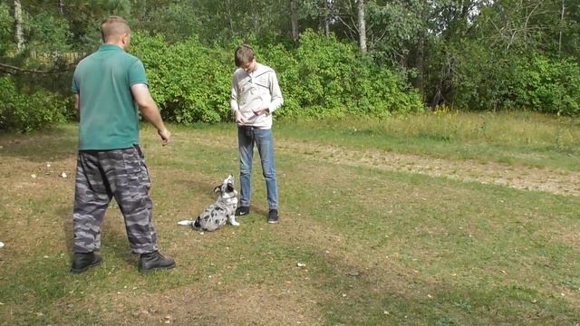 Кинологический лагерь 09 08 2019 12 смотреть онлайн