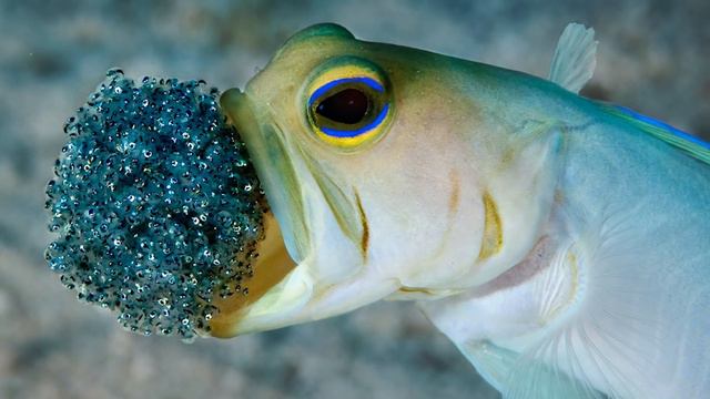 10 Most Unique Fish In The Ocean! смотреть онлайн