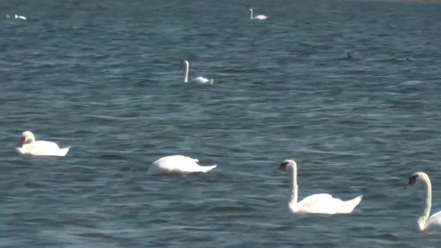 Обитатели озера Панского 2 30 м