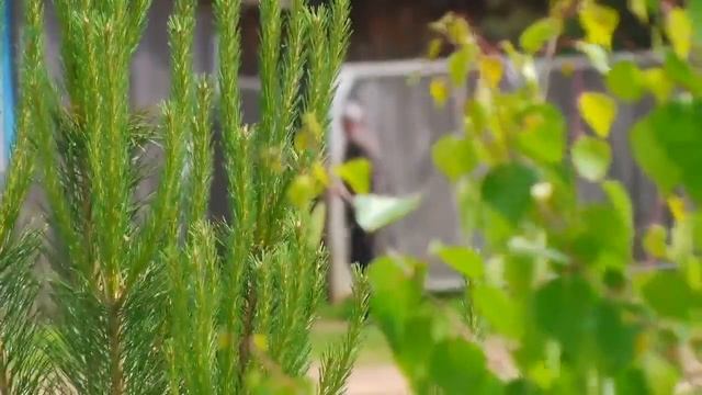 Малая Родина. Троица. село Есаул Пермский край смотреть онлайн