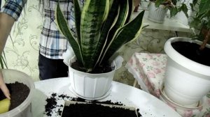 Сансевиерия Лауренти.  Пересадка.
