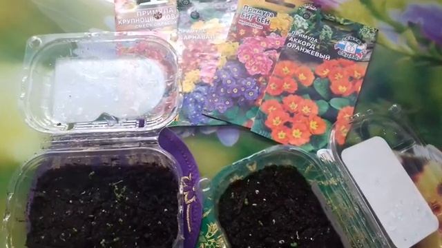 ВЫРАЩИВАНИЕ ПРИМУЛЫ ИЗ СЕМЯН. ОТЛИЧНЫЕ ВСХОДЫ ПОСЛЕ СТРАТИФИКАЦИИ. смотреть онлайн