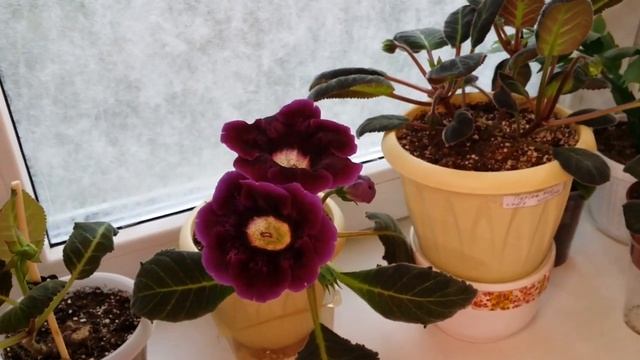 08.09.20.Глоксиния.обзор сорта принц Альберт.. смотреть онлайн