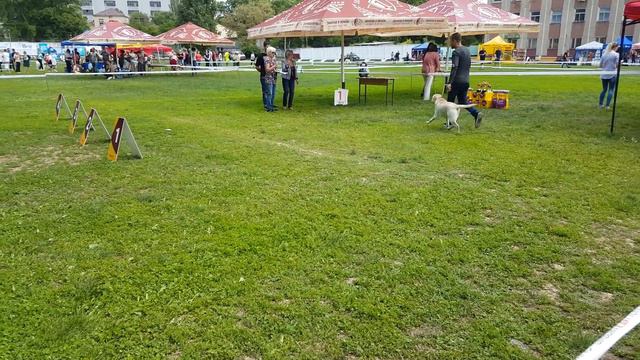 Международная выставка собак Одесса 20.05.18 Лабрадор Кинг "Ральф" смотреть онлайн