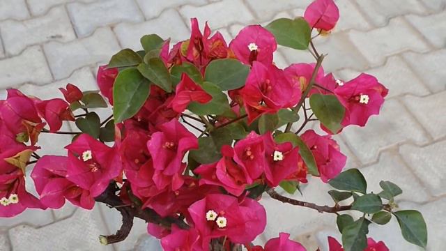बोगनवेलिया फूलों से भर जाएगा | Best Fertilizer For Bougainvillea Plants | Home Garden смотреть онлайн