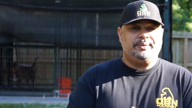 American Bully XL Q&A 4/13/2020 смотреть онлайн