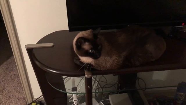 ИЗЯЩЕСТВО ЖЕНСКОГО ХВОСТА =^..^= СИАМСКИЕ КОШКИ смотреть онлайн