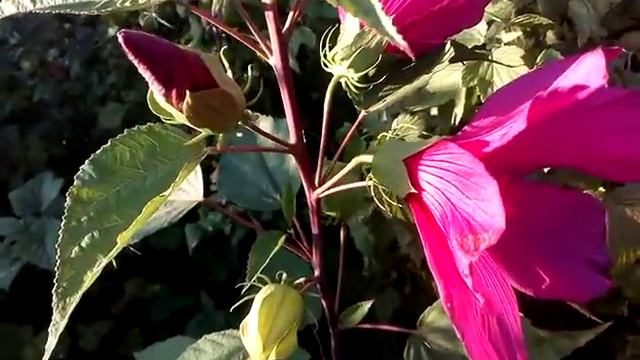16.08.20 у меня опять зацвели гибискусы 🌺 🌺 🌺 смотреть онлайн