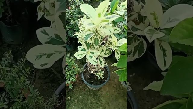 Amazing Ficus Safari / Ficus Starlight смотреть онлайн