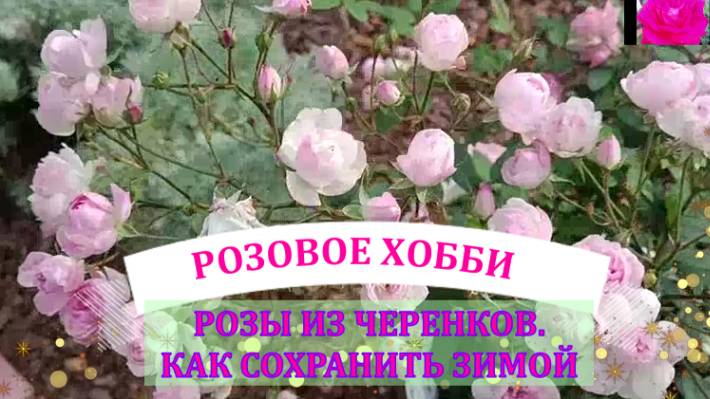 ВЫРАЩИВАЕМ РОЗЫ ИЗ ЧЕРЕНКОВ. КАК СОХРАНИТЬ ЗИМОЙ? НАЧИНАЮЩИМ. смотреть онлайн