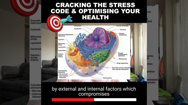 Cracking the stress code & optimising your health смотреть онлайн