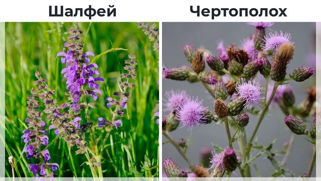 Полевые цветы России Видео Изучение Сравнение и Тест Викторина Развивающее видео Как называются смотреть онлайн