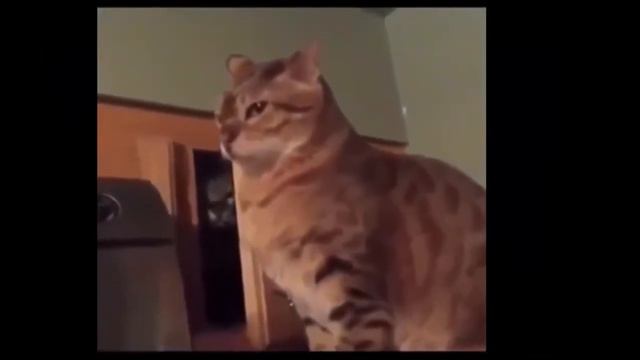 Коварный кот!
