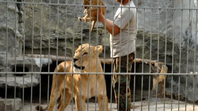 Сказка " Лев и собачка " Лев Толстой смотреть онлайн