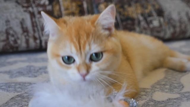 Британская шиншилла золото ? смотреть онлайн