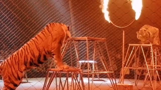 Тигр прыгает в огненное кольцо. Цирк династии Довгалюк. Два тигра и львица выступают на арене. Тутс смотреть онлайн