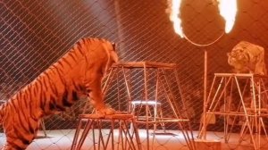 Тигр прыгает в огненное кольцо. Цирк династии Довгалюк. Два тигра и львица выступают на арене. Тутс