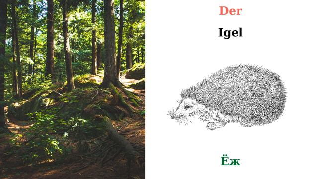 Лесные животные на немецком легко и быстро! #Deutschkurs!