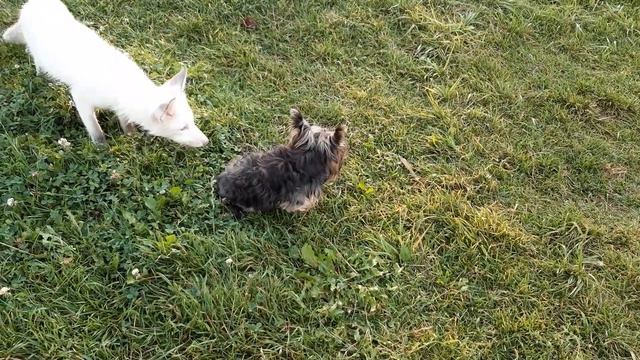 Лиса Дуся знакомится с Йорком Филей смотреть онлайн