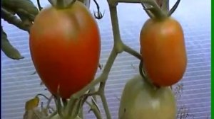 Сорта помидоров