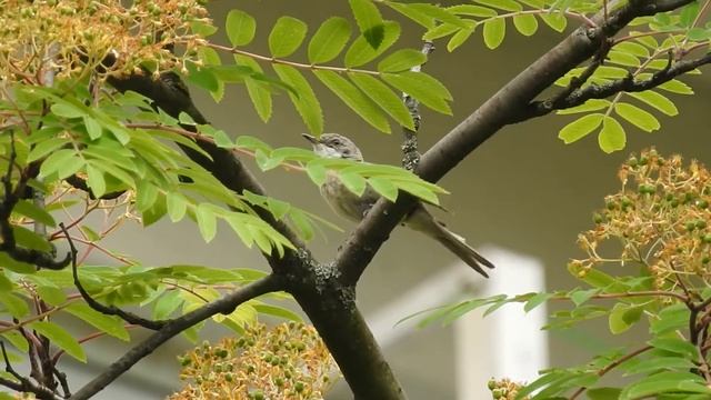 Славка-завирушка (славка-мельничек) смотреть онлайн