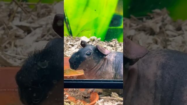 Чудный зверек ?? смотреть онлайн