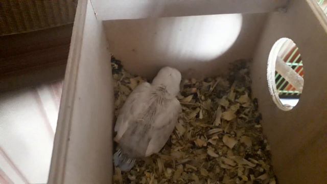 Птенцы масковых неразлучников