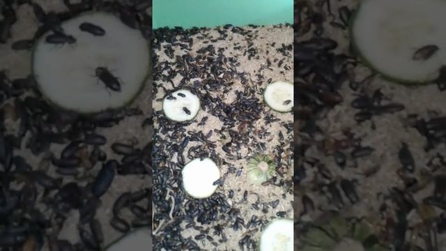 Tenebrio molitor reproducao!!! смотреть онлайн