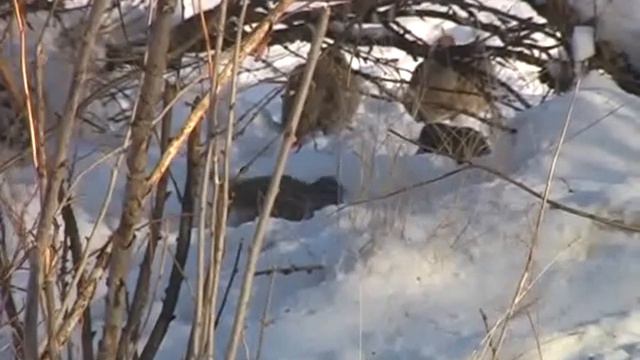 Perdix perdix.flv смотреть онлайн