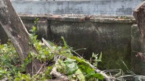 Really SOCK! TRANSFORMATION of an abandoned house with luxuriant trees | EVERYTHING is so messed up