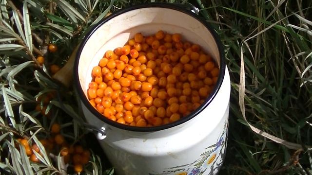 На дикой облепиховой плантации. смотреть онлайн