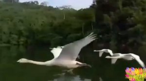 Птицы. Полёт птиц. Birds .