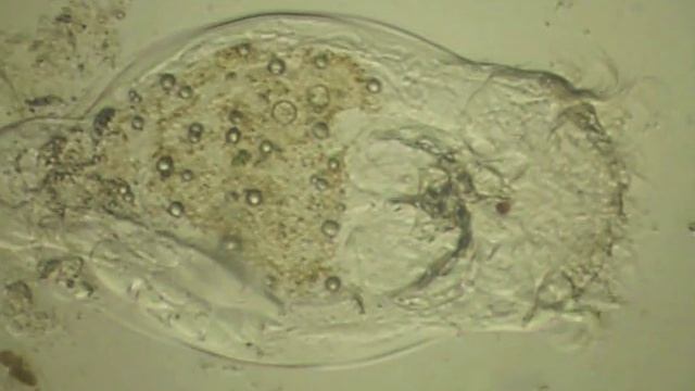 Камера для микроскопа смотреть онлайн