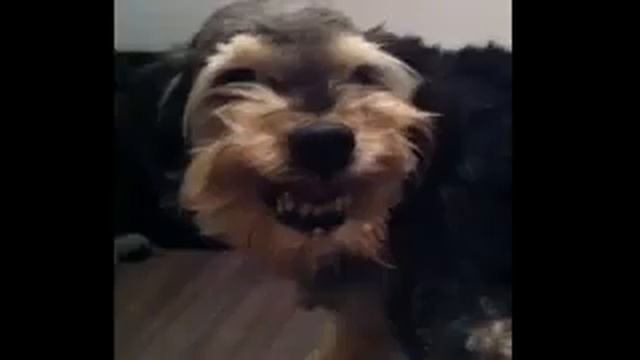Тузик:D смотреть онлайн