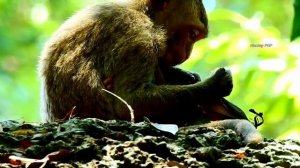 Orphan Life ! Calvin feeling miss mom cos body cool | Baby need milk drop more.