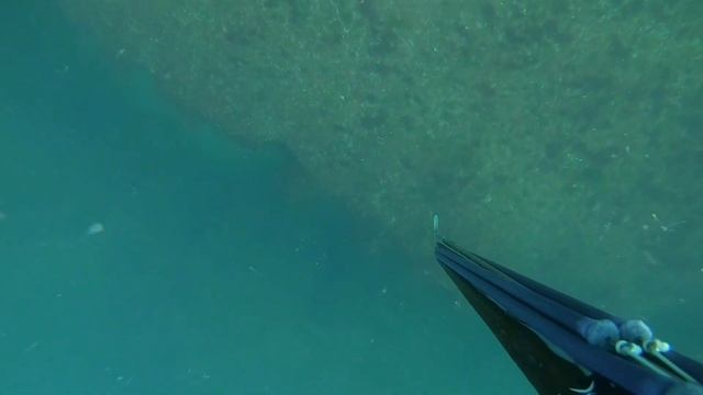 Морски врани и минокоп (Umbrina cirrosa) през Август 2021 (Подводен Риболов в Черно Море) смотреть онлайн