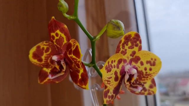 Fal. Green World (фаленопсис Грин Волд)