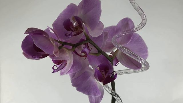 Орхидея цветет. ТАЙМЛАПС смотреть онлайн