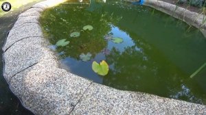 Сильный водяной насос для водопада в пруду. Водопад финал