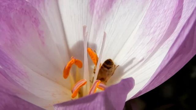 Кузнечик стрекочет Брачные игры кузнечиков The grasshopper chirps Marriage Games смотреть онлайн