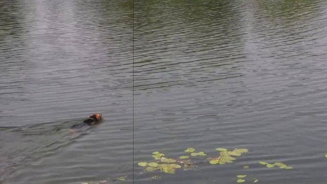 Летний влог! Отдыхаем на речке! смотреть онлайн