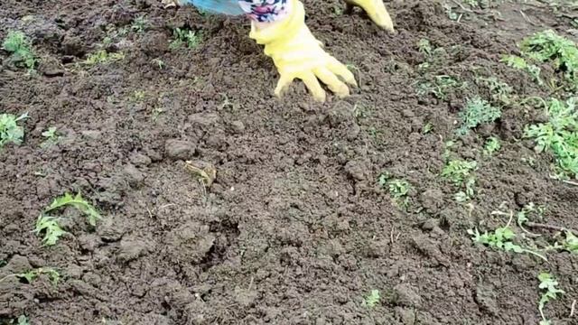 #39переезднаюг#купилидом#жизньнакубани ПОСАДИЛИ МАЛИНУ РАЗНЫХ СОРТОВ