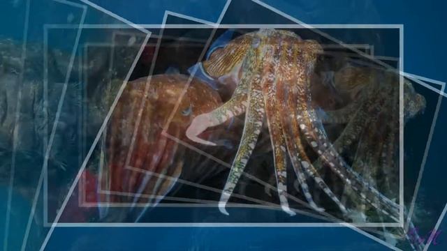 Подводное царство смотреть онлайн