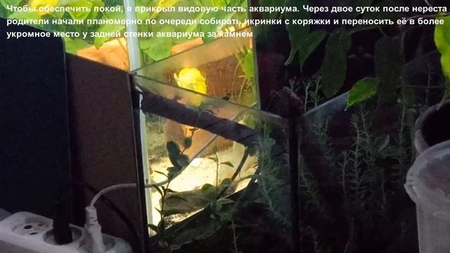 Подсматриваем за Боливийскими бабочками смотреть онлайн