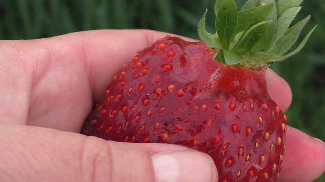 ДАЧНИЦА клубника среднего срока созревания смотреть онлайн