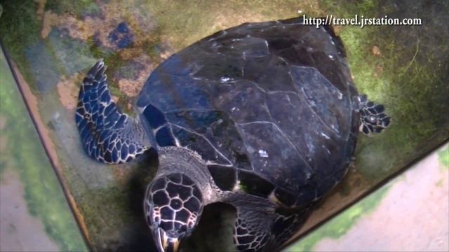 Sri Lanka 斯里蘭卡 = Hikkaduwa, Galle, Weligama, Colombo 科倫坡 смотреть онлайн