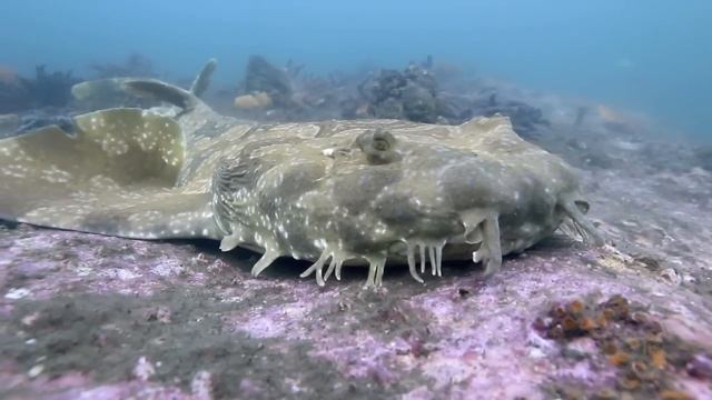 Spotted Wobbegong, Orectolobus maculatus at Bare Island, Sydney, Australia смотреть онлайн