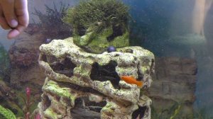 Улитки Неретины   водорослееды, сажаем в аквариум! Неретина рогатая, зебра, шлем, красноточечная!