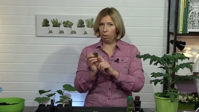 Чем подкормить рассаду Дачные советы с Мариной Рыкалиной смотреть онлайн